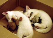 AYXapp下载-浓眉统治禁区，当国王的华丽进攻遇上独行侠的致命屏障