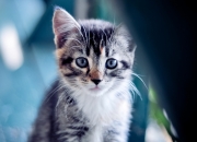 爱游戏官方入口-欧冠淘汰赛焦点战与骑士擒快船，跨越体育疆界的胜利叙事