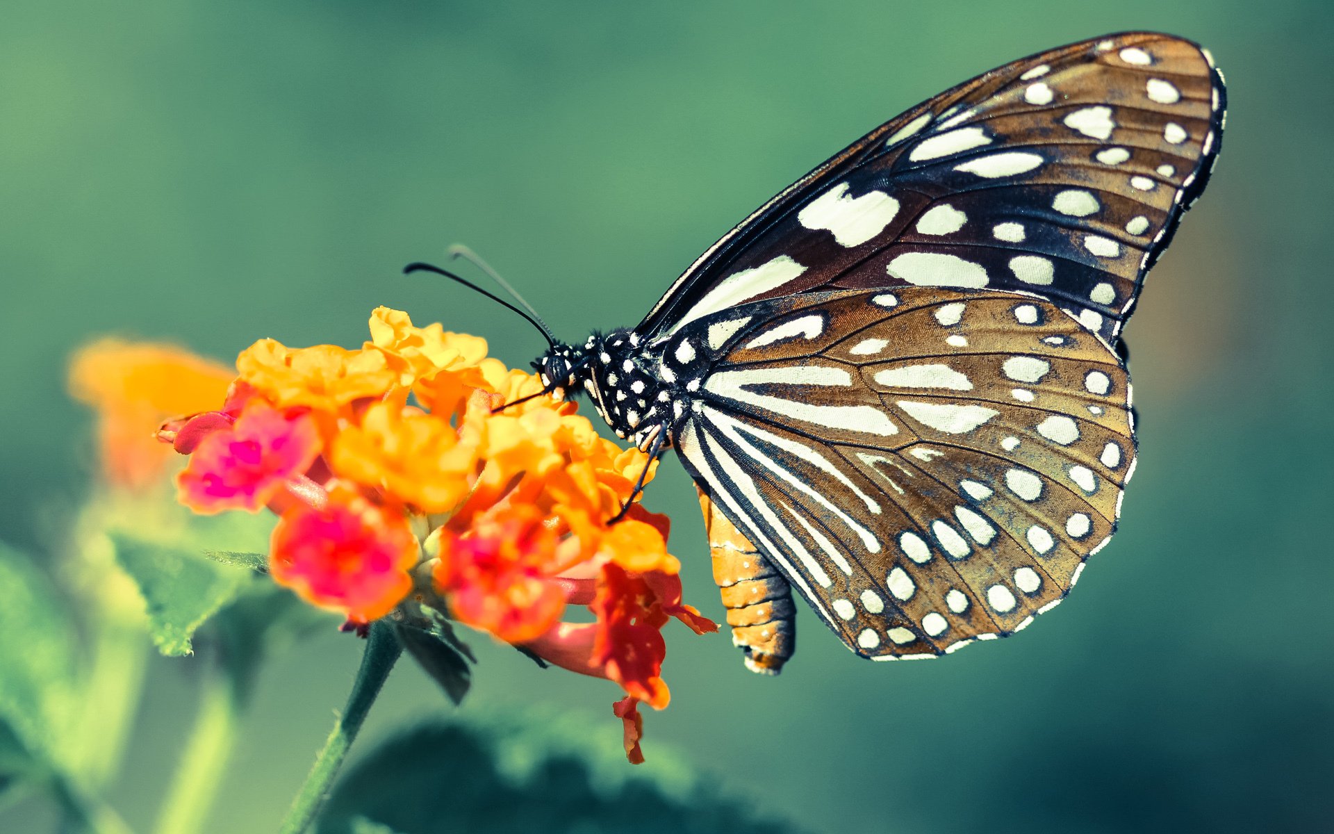 鏖战南非,阿什拉夫一剑封喉—比利亚雷亚尔遭遇关键先生狙击
